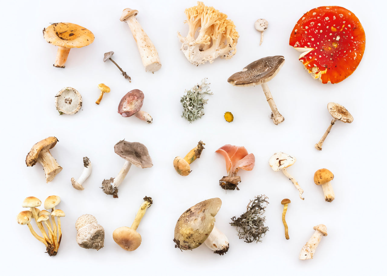 Using Medicinal Mushrooms to Stimulate and Support Immune Function