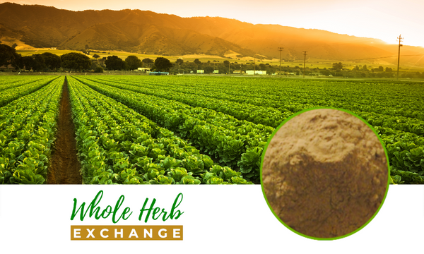 Tsao-ko amomum fruit Full-Spectrum Extract Powder