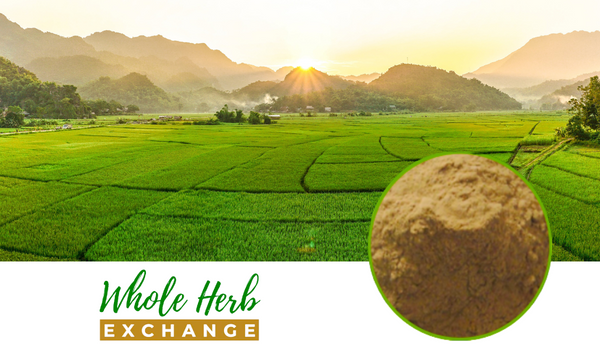 Chinese Angelica Root (Processed) Full-Spectrum Extract Powder