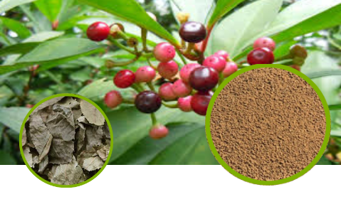 Japanese Ardisia Full-Spectrum Extract Powder