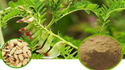 Immune Support Double Strength Formula Granules