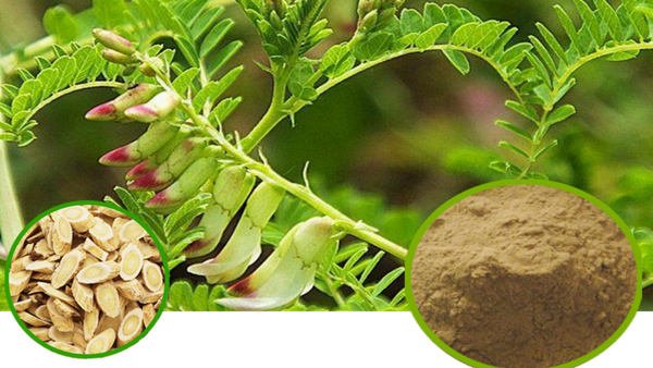 Immune Support Double Strength Formula Granules