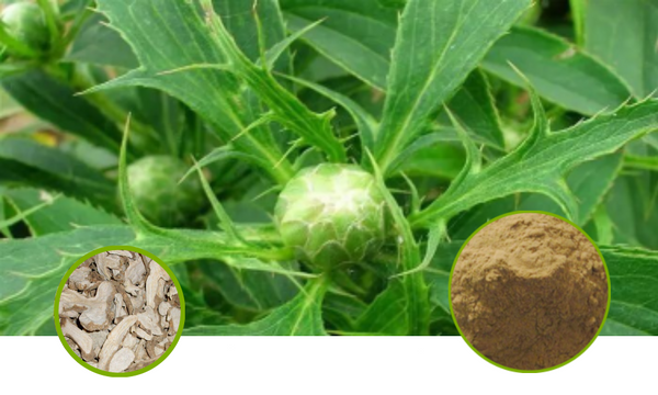 Atractylodes Rhizome Full-Spectrum Extract Powder