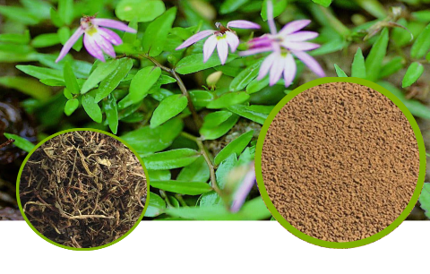 Chinese Lobelia Full-Spectrum Extract Granules