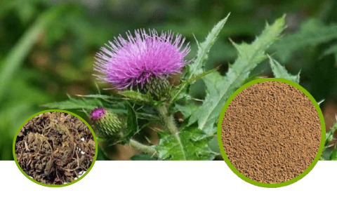 Japanese Thistle Herb Full-Spectrum Extract Powder