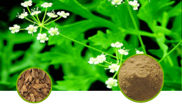 Saposhnikovia Root Extract Granules Full-Spectrum Extract Powder