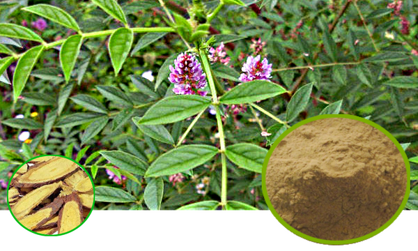 Licorice Root (Processed) Full-Spectrum Extract Granules