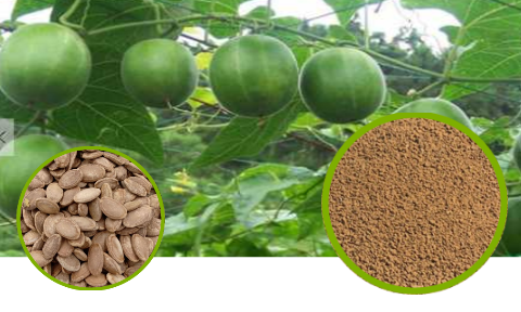 Trichosanthes Seed Full-Spectrum Extract Powder