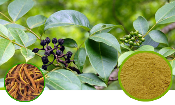 Phellodendron Bark Full-Spectrum Extract Powder