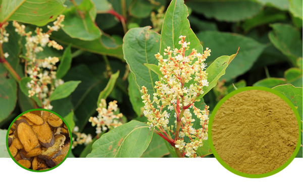 Knotweed Full-Spectrum Extract Powder