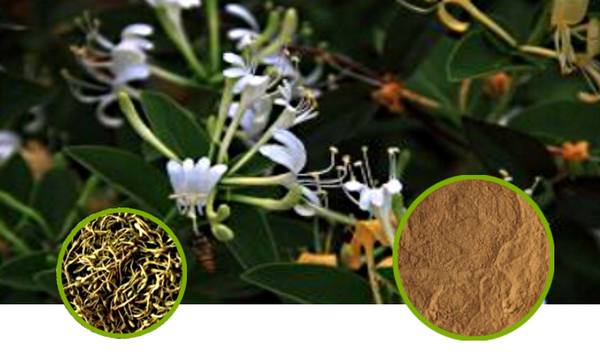 Honeysuckle Flower Granules Full-Spectrum Extract Powder