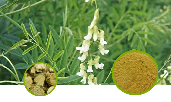 Sophora Root Extract Granules