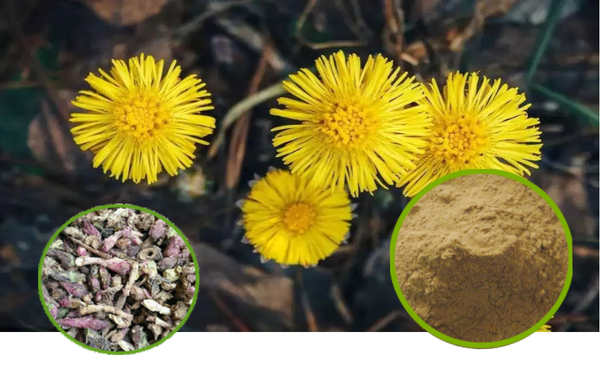Coltsfoot Flower Extract Granules