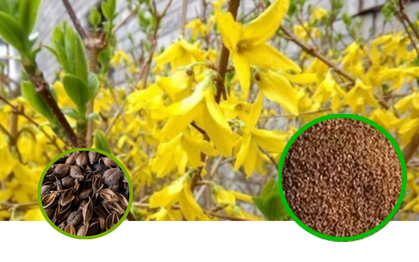 Forsythia Fruit Granules Full-Spectrum Extract Powder