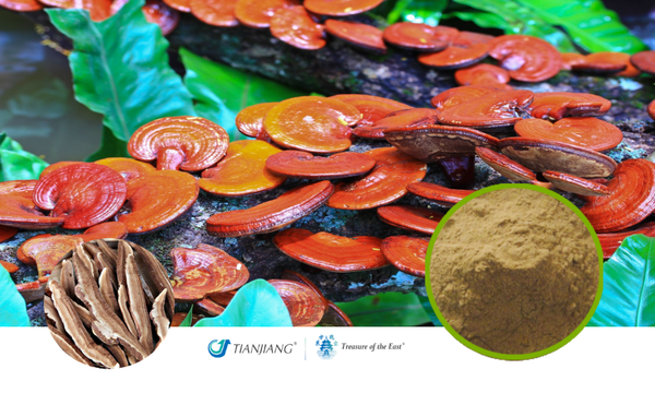 Reishi Mushroom Full-Spectrum Extract Granules