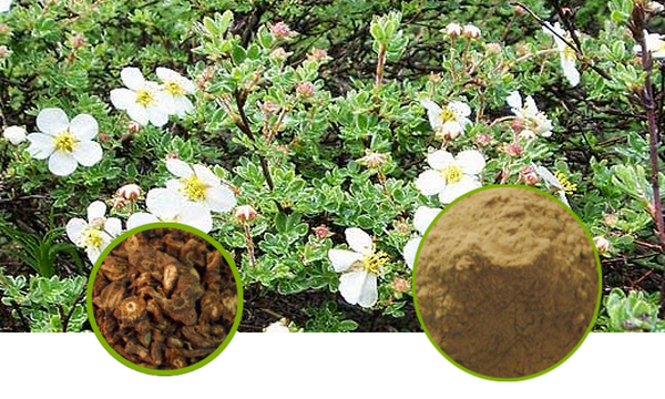 Notopterygium Rhizome and Root Full-Spectrum Extract Powder