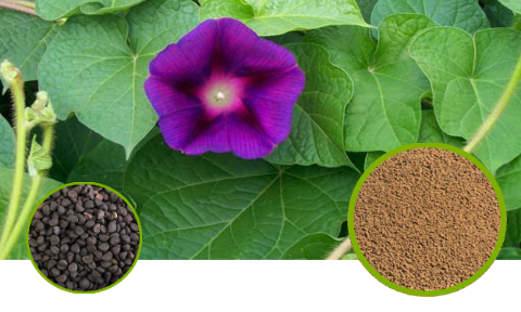 Morning Glory Seed (Black) Full-Spectrum Extract Powder