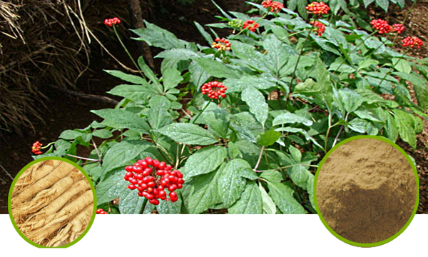 Ginseng Full-Spectrum Extract Granules