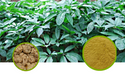 Notoginseng Extract Granules