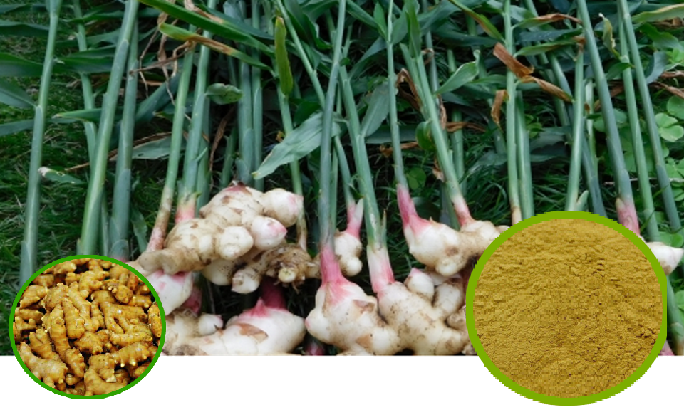 Ginger Full-Spectrum Extract Granules | Whole Herb Exchange