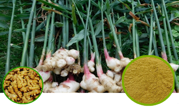 Ginger Full-Spectrum Extract Granules