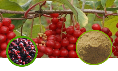 Schisandra Berry (Processed) Full-Spectrum Extract Powder