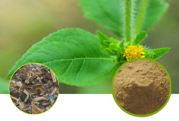 Siegesbeckia Herb Full-Spectrum Extract Powder