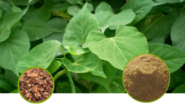 Flowery Knotweed Stem Full-Spectrum Extract Powder