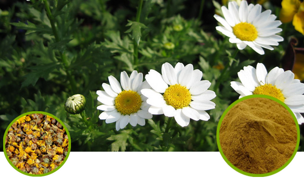 Wild Chrysanthemum Flower Full-Spectrum Extract Powder