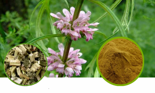 Motherwort Extract Granules