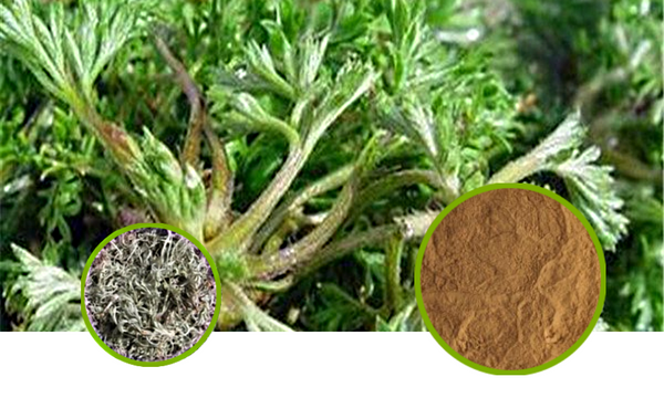 Virgate Wormwood Herb Full-Spectrum Extract Powder