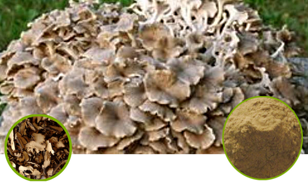 Polyporus Mushroom Full-Spectrum Extract Powder